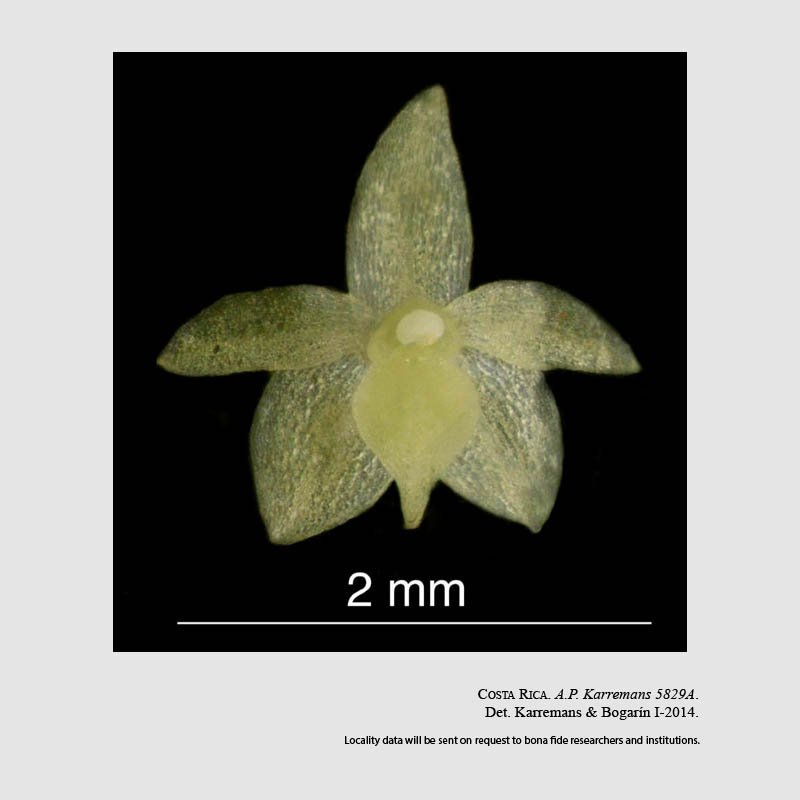 Platystele tica